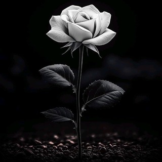 @shalun_tag avatar